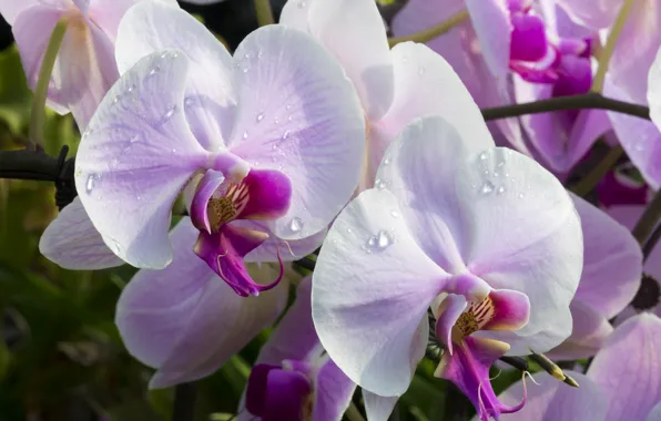 Macro, orchids, exotic, Orchid