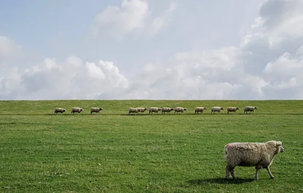 Field, the sky, sheep