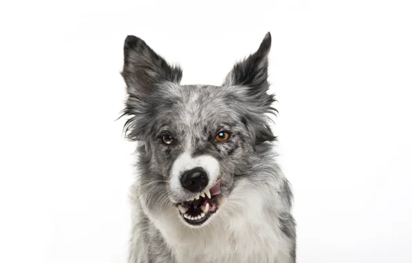 Dog, muzzle, grin, white background, grin, dog
