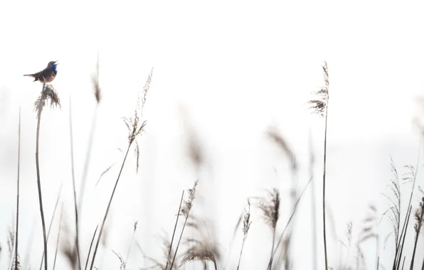Picture nature, background, bird