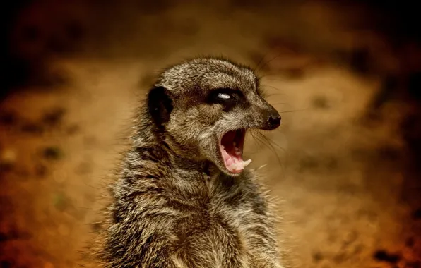 Picture boss, aggressive, meerkat