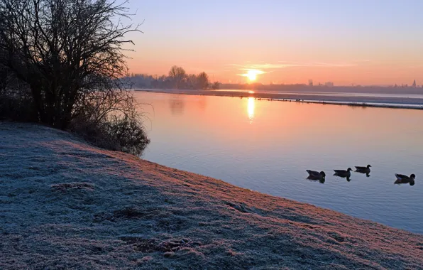 Picture frost, autumn, sunset, dawn, bird, shore, duck, spring