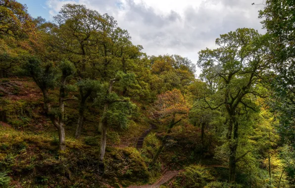 Picture clouds, trees, hills, England, trail, ladder, Dockray