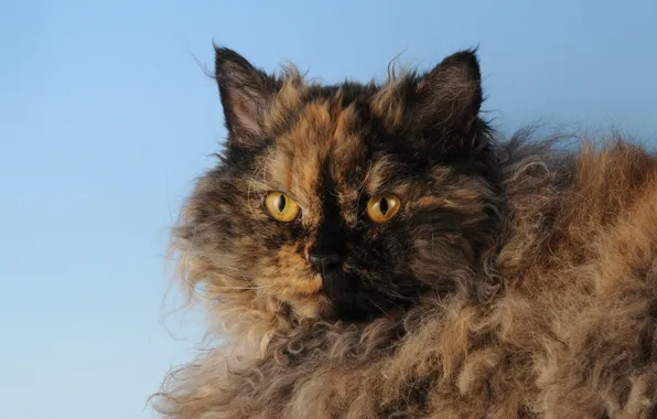 Cat, turtle, Selkirk Rex