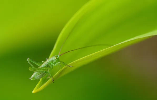 Picture greens, sheet, plant, grasshopper