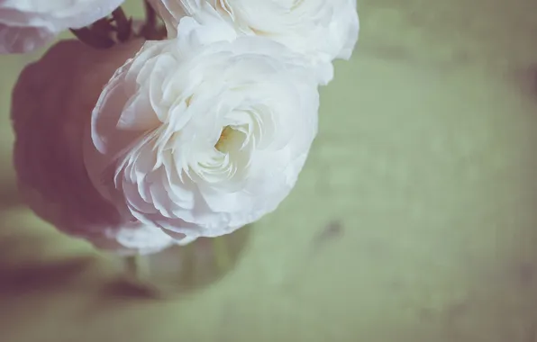 Flowers, roses, petals