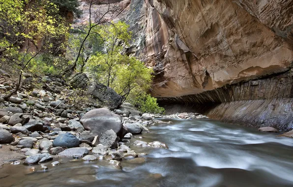 Trees, river, stream, stones, rocks, canyon, Zion National Park, USA