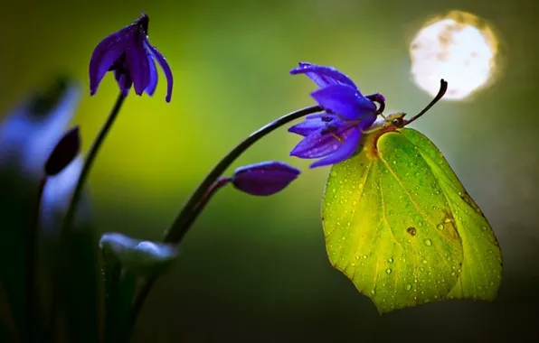 Picture flowers, stem, drops of dew