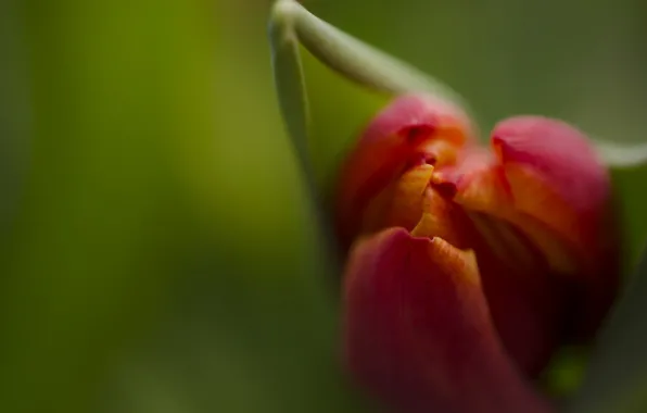 Picture macro, flowers, Tulip