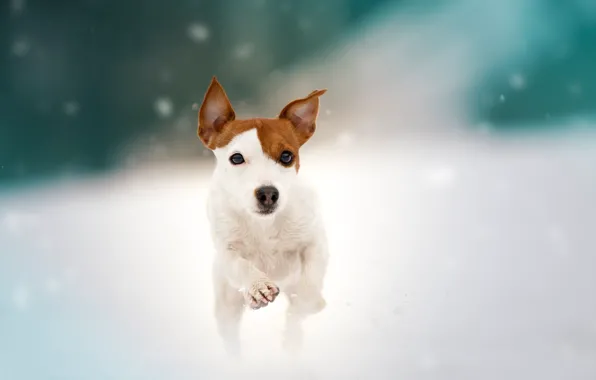 Picture snow, dog, walk, doggie, Jack Russell Terrier