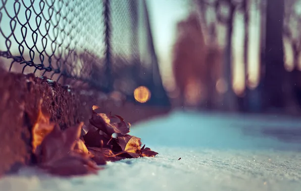 Picture leaves, macro, snow, photo, background, Wallpaper, blur, bokeh