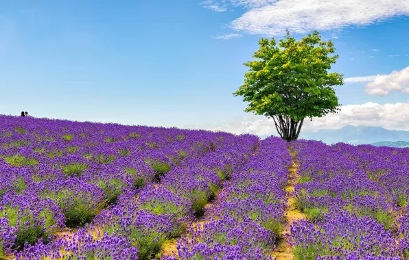 Picture trees, flowers, Park, Japan, garden, lavender, the island of Hokkaido, Hinode Lavender Garden