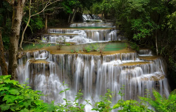 Picture forest, trees, river, thickets, waterfall, stream, cascade