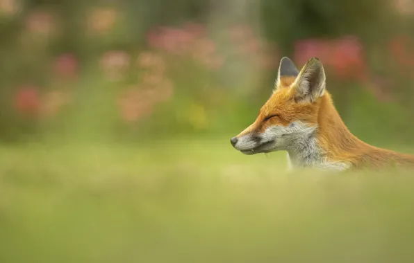Nature, pose, stay, Fox, fangs, lies, profile, red