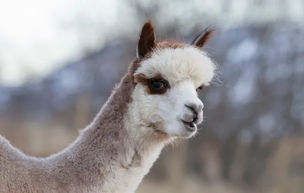 Look, sweetheart, grey background, face, neck, bokeh, Alpaca