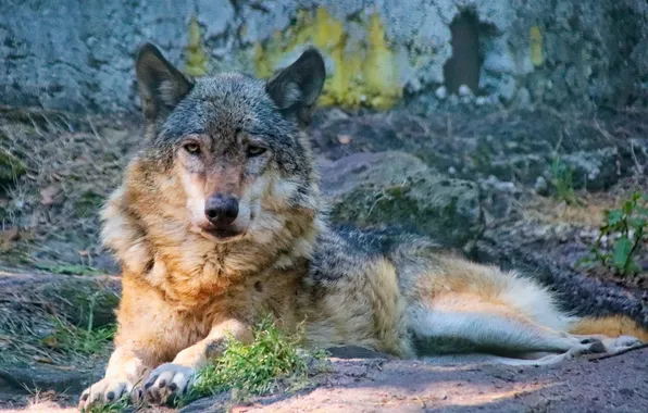 Nature, predator, animal, wolf, wildlife, portrait, portrait., Canis lupus. face