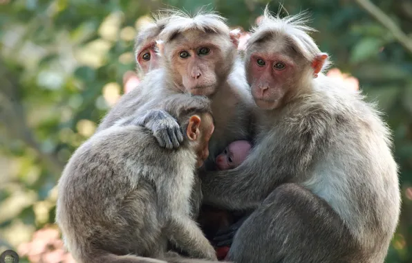 Nature, family, monkey