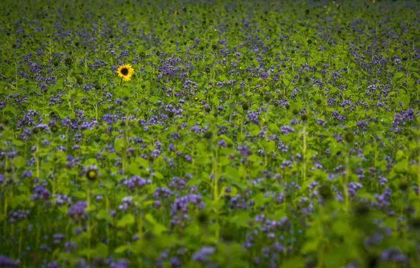 Picture field, summer, sunflower