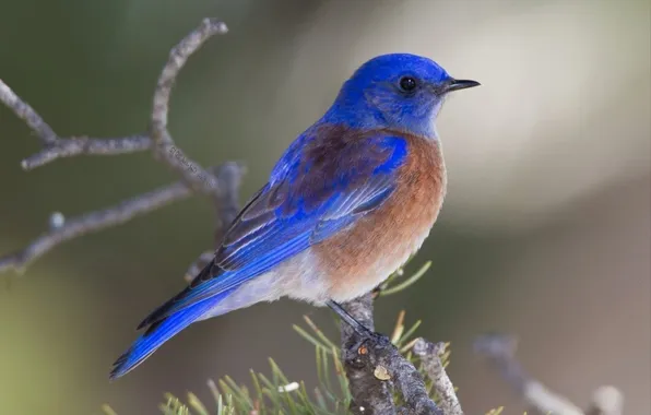 Microsemi, branch, Bird, beautiful, bright color