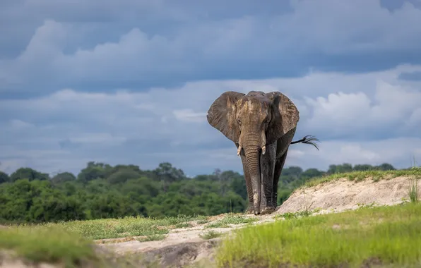 The sky, clouds, nature, blue, elephant, walk