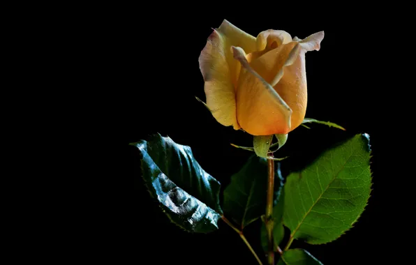 Flower, leaves, drops, light, rose, stem, Bud, black background