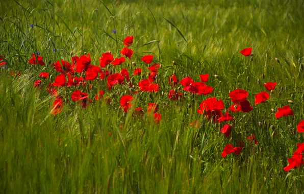 Flowers, rye, Maki, red, ears, rye field