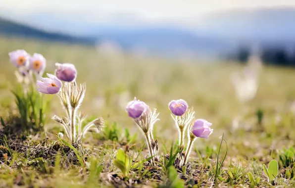 Summer, light, flowers, nature, sleep-grass, cross