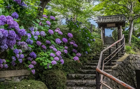 Flowers, Japan, ladder, temple, Japan, Kyoto, Kyoto, hydrangeas