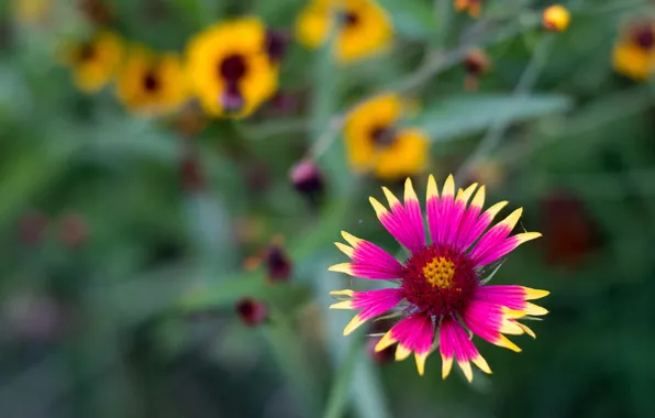 Flower, petals, garden, meadow