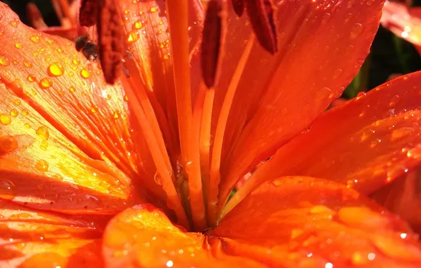Picture flower, summer, drops, water, bright, closeup