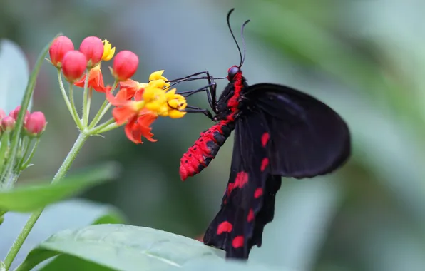 Flower, flowers, butterfly, black, red