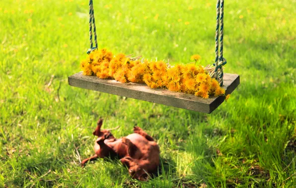 Summer, flowers, swing, dog