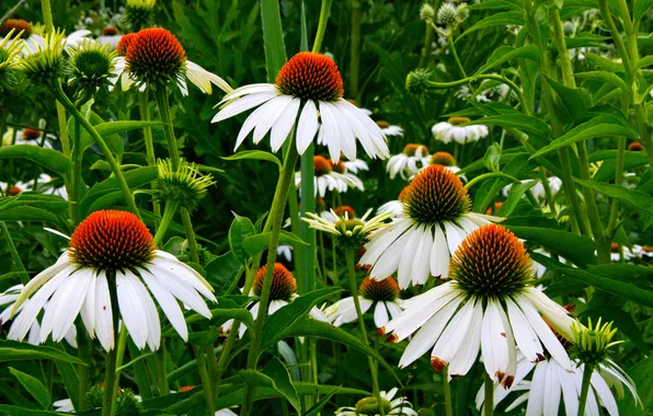 Picture field, leaves, flowers, petals, meadow, Echinacea