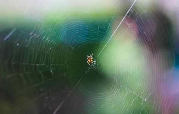 Picture macro, nature, macro, web. spider