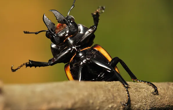 Eyes, branch, paws, antennae, tusks, male stag beetle