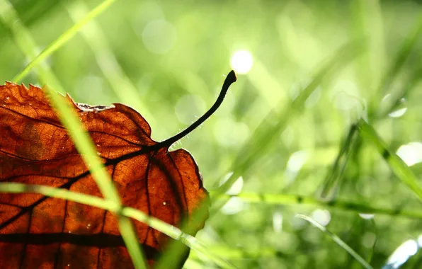 Picture NATURE, GRASS, SHEET, SEASONS