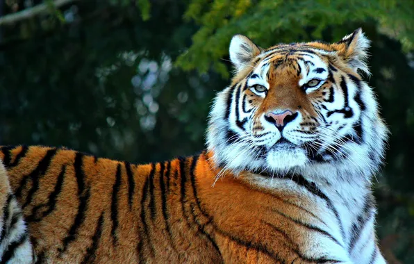 Picture tiger, predator, lies