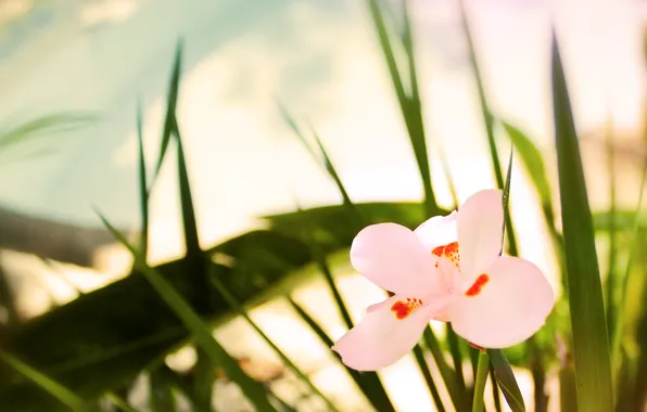 Greens, grass, macro, pink