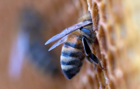 Honey, photography, macro, honeycomb, bumblebee, insect, Bee, apiary
