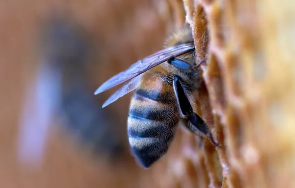 Picture honey, photography, macro, honeycomb, bumblebee, insect, Bee, apiary