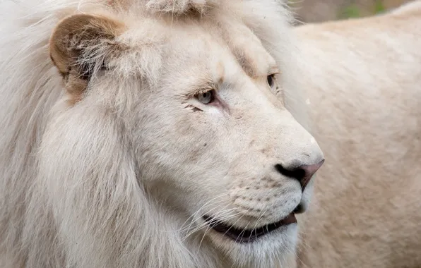 Picture cat, face, mane, white lion