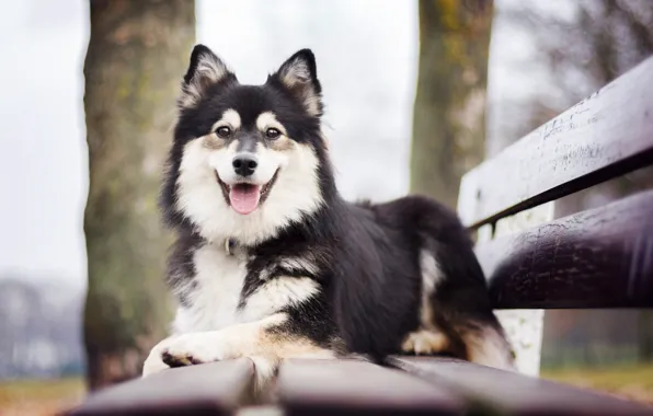 Bench, mood, dog, Finnish lapphund