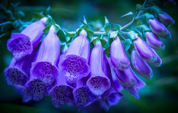 Picture buds, purple, Foxglove