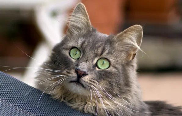 Picture eyes, cat, mustache, muzzle, green-eyed