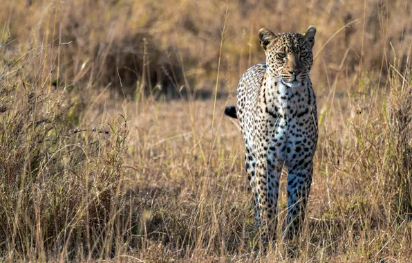 Predator, leopard, Savannah, Africa, big cat