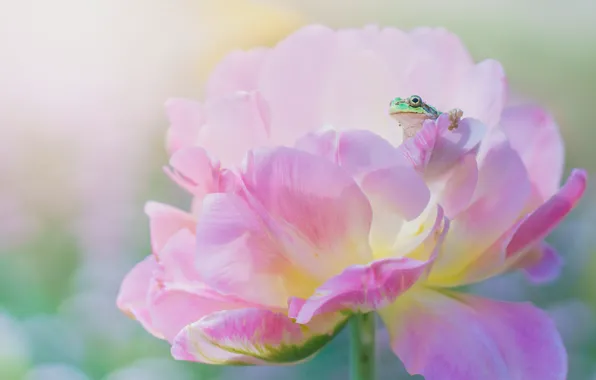 Flower, macro, pink, frog, spring, petals, green, peony