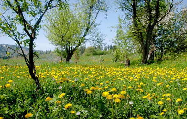 Picture grass, trees, flowers, nature, yellow, meadow, dandelions