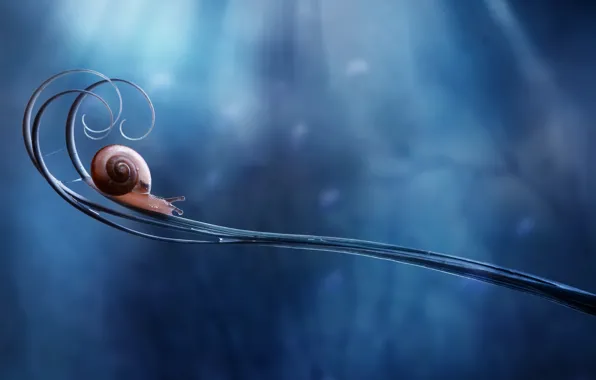 Macro, background, plant, snail