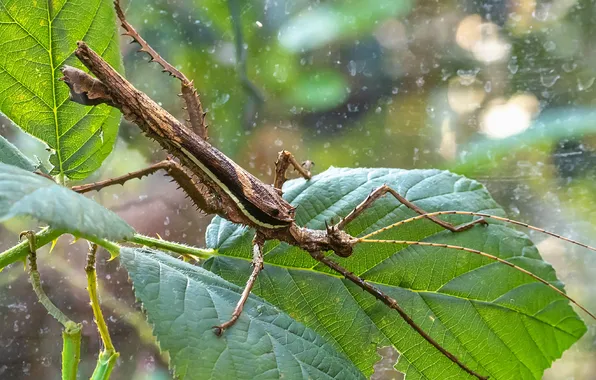 Leaves, nature, insect