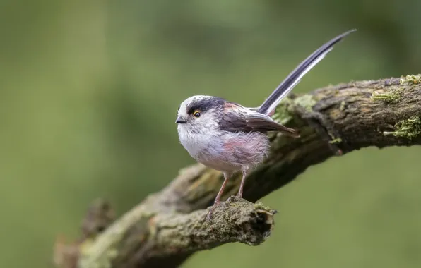 Picture bird, long-tailed tit, polovnik